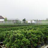 Ficus 15cm Ball thumbnail-2