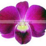 OR-019 : DENDROBIUM BIG HAM ORCHID thumbnail-1