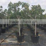 Ficus Carica thumbnail-6