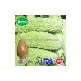 Natural Balsam Pear Extract/balsam Pear Extract Powder/Balsam Pear Powder thumbnail-1