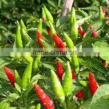Chili Pepper- High Quality Frozen Hot Red Chili Pepper/fresh Red Chili thumbnail-1