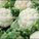 Fresh Cauliflower Exporters/gobi Suppliers in India/fresh Vegetables Export thumbnail-2