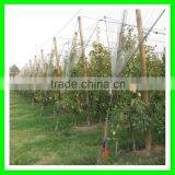 Apple Tree Used 100% Virgin HDPE Anti Hail Net With Low Price thumbnail-3
