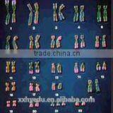 Human Chromosome Microscope Prepared Slides , Male and Female Chromosome Prepared Slide thumbnail-1