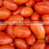 Pusa Ruby Tomato thumbnail-5