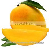 Supplier of Mango Pulp
