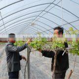 High Quanlity Greenhouse Plastic Film Low Tunnel Films Greenhouse Roofing thumbnail-1