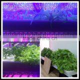 Warranty 2years, Waterproof +daisy China, 36w Waterproof LED Grow Bar for Fodder Plant Growth thumbnail-3