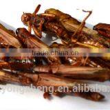 Top Quality Bird Food Dried Locusts thumbnail-2