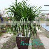 Homeware Unique Plastic Plant Pots for Orchids thumbnail-1