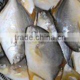 Frozen Golden Pomfret Fish thumbnail-4