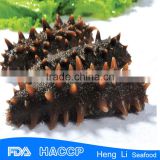 HL011 Sea Cucumber Type and Box Packaging frozen sea cucumber prickly