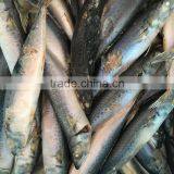 Sea Food Seafrozen Mackerel thumbnail-2