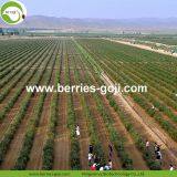 Factory Supply Nutrition Dried Lycium Chinensis thumbnail-3