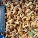 Frozen Nameko thumbnail-1