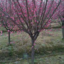 Price List of Red Plum Trees in Hunan Market, Base thumbnail-4