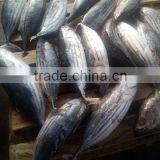 Frozen Skipjack Tuna Fish Whole Round thumbnail-4