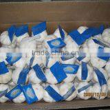 White Garlic Competive Price thumbnail-3