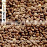 Perilla Seed for Sale thumbnail-5