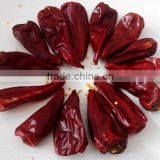 new crop chili variety yidu for sale