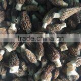 High quality morchella conica