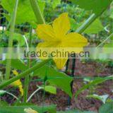 PE + UV Plant Support Net Pea & Bean Netting