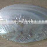 Wholesale Chinese Polished Raw River Shell thumbnail-2