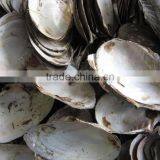 New Arrival Wholesale Natural Freshwater Shells Raw Shells thumbnail-2