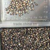 Water Melon Seeds Color Sorter thumbnail-3
