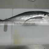 FRESH FROZEN Horse Mackerel Whole Round thumbnail-1
