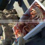 Frozen Cooked King Crab thumbnail-5