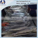 Ready Stock Sea Frozen Mahi Mahi Whole Round 2kgs + ,big Size thumbnail-1
