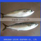 Frozen Pacific Mackerel