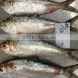 FROZEN SARDINE OF AN LONG COMPANY LIMITED (NEW) thumbnail-1