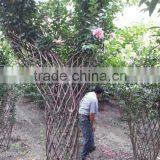 Lagerstroemia Indica Chinese Letter Bottle and Tree Shape Plants thumbnail-5