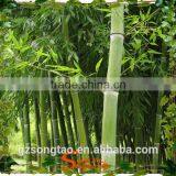 2015 Factory Direct Sale Fake Bamboo Plants, Artificial Bamboo Tree thumbnail-4