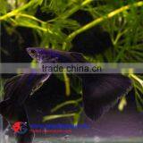 Live Aquarium Fish thumbnail-3