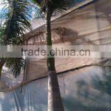 Roystonea Regia "Royal Palm" Cuban Royal Palm" 350/500 Plant Height thumbnail-4