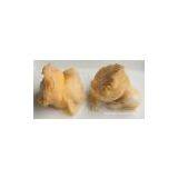 Peru Giant Topshell thumbnail-1