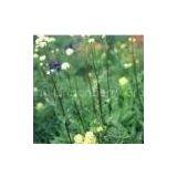 Nardostachytis Extract 10:1