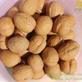 2020 The Best All Type New Crop Walnut Inshell thumbnail-2