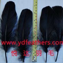 Goose Nagoires Feather for Garment Dyed Black