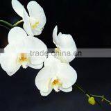 Gift Classical Decor Flower Orchid White thumbnail-2