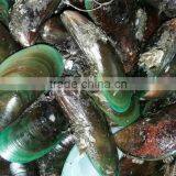 Frozen Green Mussel thumbnail-3