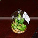 Hanging Terrarium Glass Vase Succulent Plants for Sale thumbnail-2