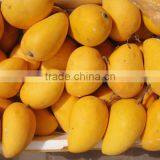 Vietnam Mango thumbnail-1