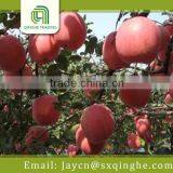 Apple Fuji, Red Delicious Apple Import From China thumbnail-3