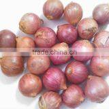 Pickle Onion thumbnail-1