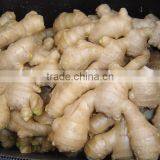 2014Organic Fresh Ginger thumbnail-1