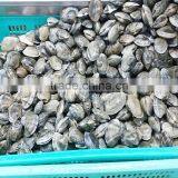 Frozen Boiled Baby Clam Size 21-30 thumbnail-3